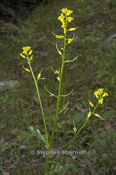 barbarea orthoceras 4 graphic